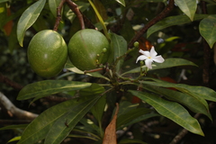 Cerbera odollam